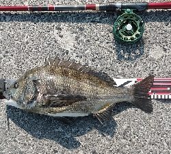 連休のシメにクロダイを