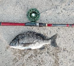 早朝に快適釣行