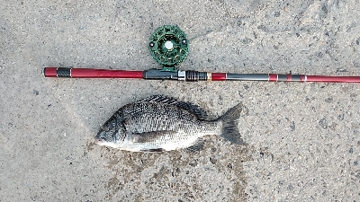 早朝に快適釣行