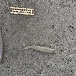 梅雨明け後の…