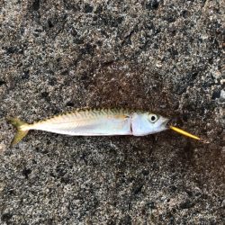 モーニングアジング