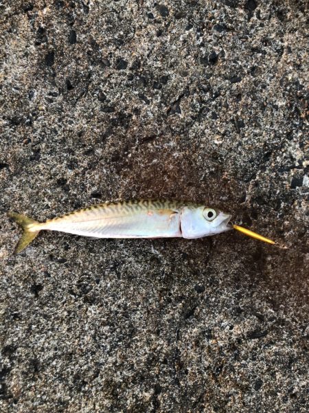 モーニングアジング