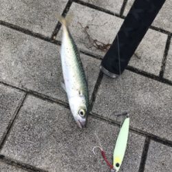 久しぶりLSJするもボトムで小鯖ばかり。。