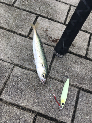 久しぶりLSJするもボトムで小鯖ばかり。。