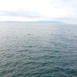 久しぶりに満足した釣果