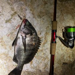 いつまでたってもチニング は難しい