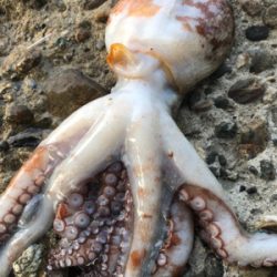 釣った蛸は美味い！