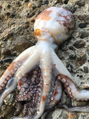 釣った蛸は美味い！