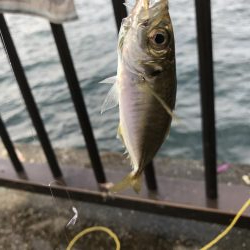 イワシマシマシ アジ少なっ!