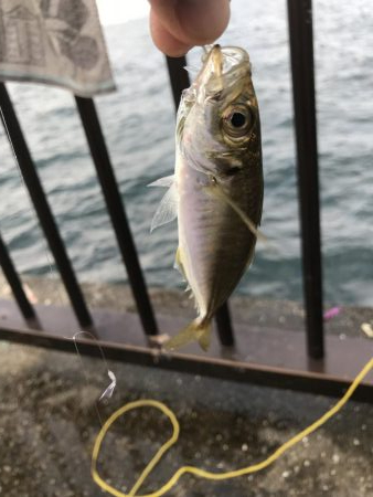 イワシマシマシ アジ少なっ!