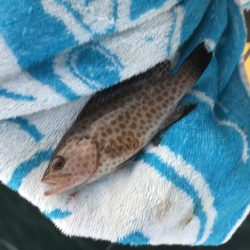 癒やしのガッシーがいない？