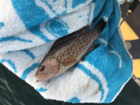 癒やしのガッシーがいない？