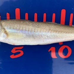 ちょい投げキス釣り