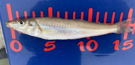 ちょい投げキス釣り