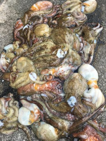 タコフィネスで22杯