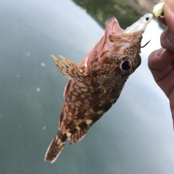 癒やしのガッシー5th