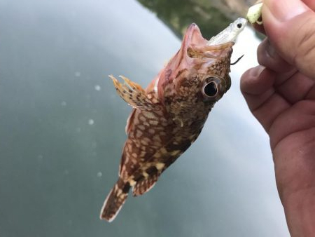 癒やしのガッシー5th