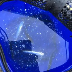 アジなしっ！イワシあり！