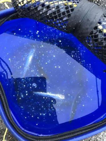 アジなしっ！イワシあり！