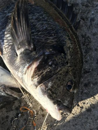 ビギナーズラック？