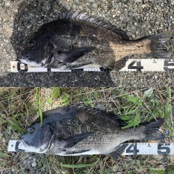 再度巨チヌ降臨‼️