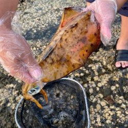 夏のアオリイカ！