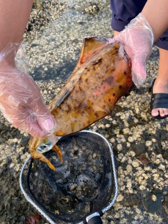 夏のアオリイカ！