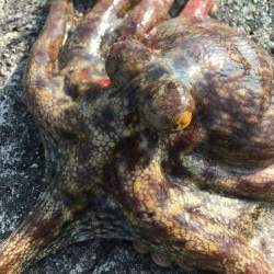 タコフィネスで今期初のタコエギ２ロスト、でもキロタコ