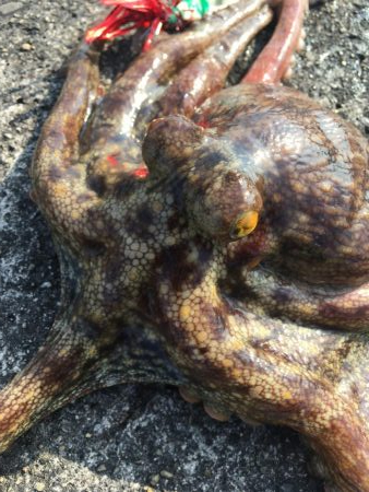 タコフィネスで今期初のタコエギ２ロスト、で…