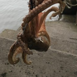 ダイソーエギ炸裂