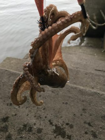 ダイソーエギ炸裂