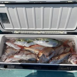 鳴門沖でマダイ