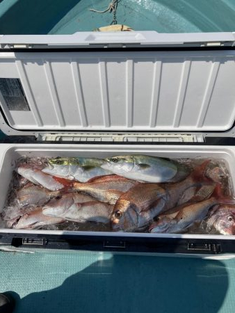 鳴門沖でマダイ