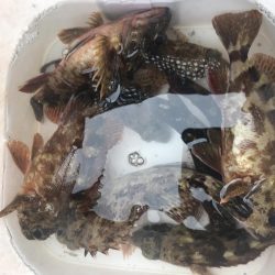 自作フライでカサゴ好調