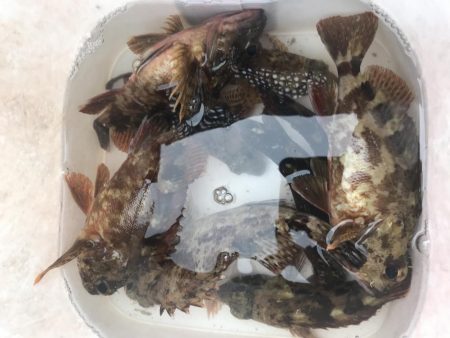 自作フライでカサゴ好調