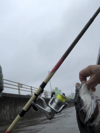 いいサイズのクロダイあがりましたー