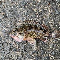 サバの連続攻撃