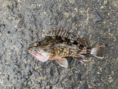 サバの連続攻撃