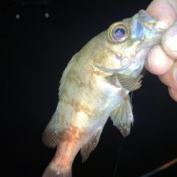 やったぜ!チーバス