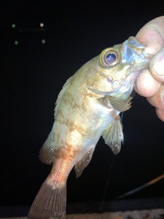 やったぜ!チーバス