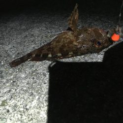 青物が戻ってきた！