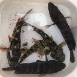 ライトワインドでマハタ&ガシラ