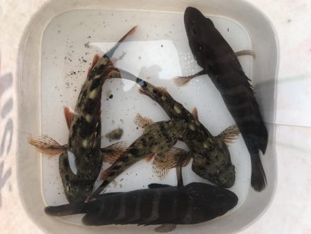 ライトワインドでマハタ&ガシラ