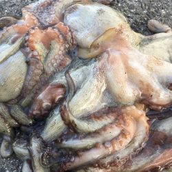 タコフィネス　タコエギノーロスト連続記録７０杯で潰える