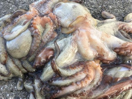 タコフィネス　タコエギノーロスト連続記録７…