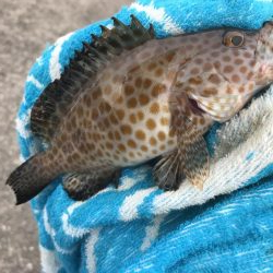 今日はキジハタ！