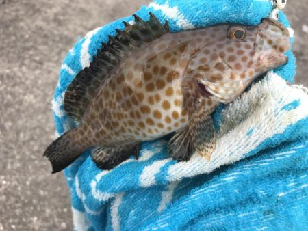 今日はキジハタ！