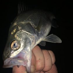 初夏のイナッコ