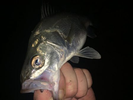 初夏のイナッコ