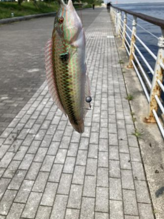 フェリーターミナルでサバ釣り